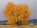 Autumn Tree