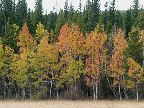 Fall Palette