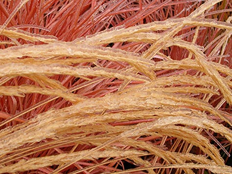 Frozen Wheat
