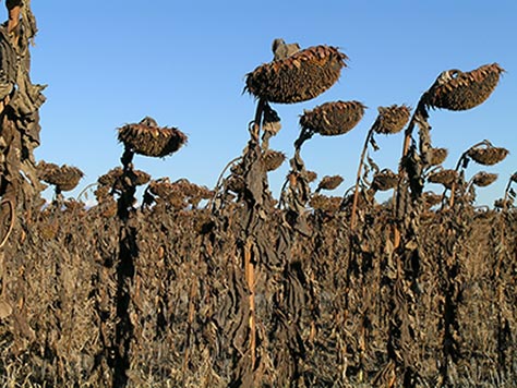 Bowed Heads