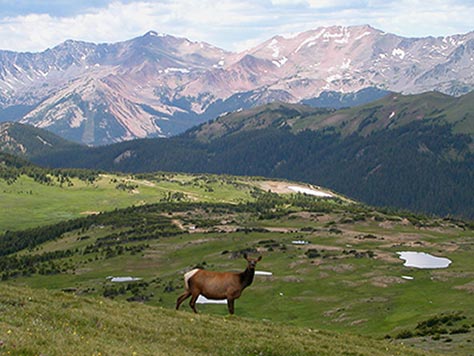 Rocky Mountain Elk