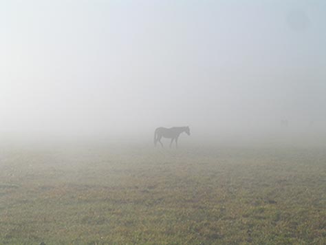 Fog Horse