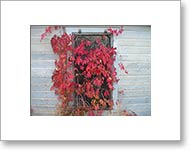 Matted Photo