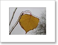 Matted Photo