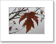 Matted Photo