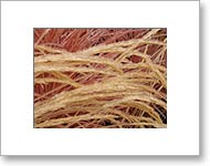 Matted Photo