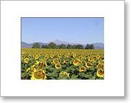 Matted Photo