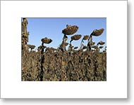 Matted Photo