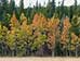 Fall Palette
